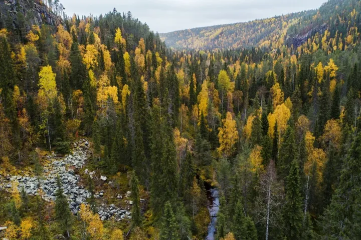 Korouoma Canyon in autumn, with yellow birches and dark spruce on the slopes above the valley floor